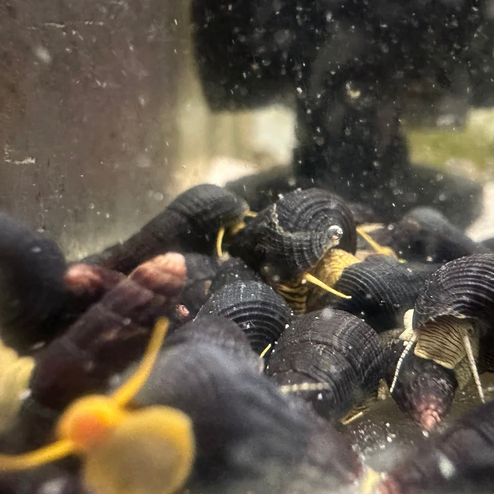 Green Sulawesi Rabbit Poso Snail 1cm (Group of 5)