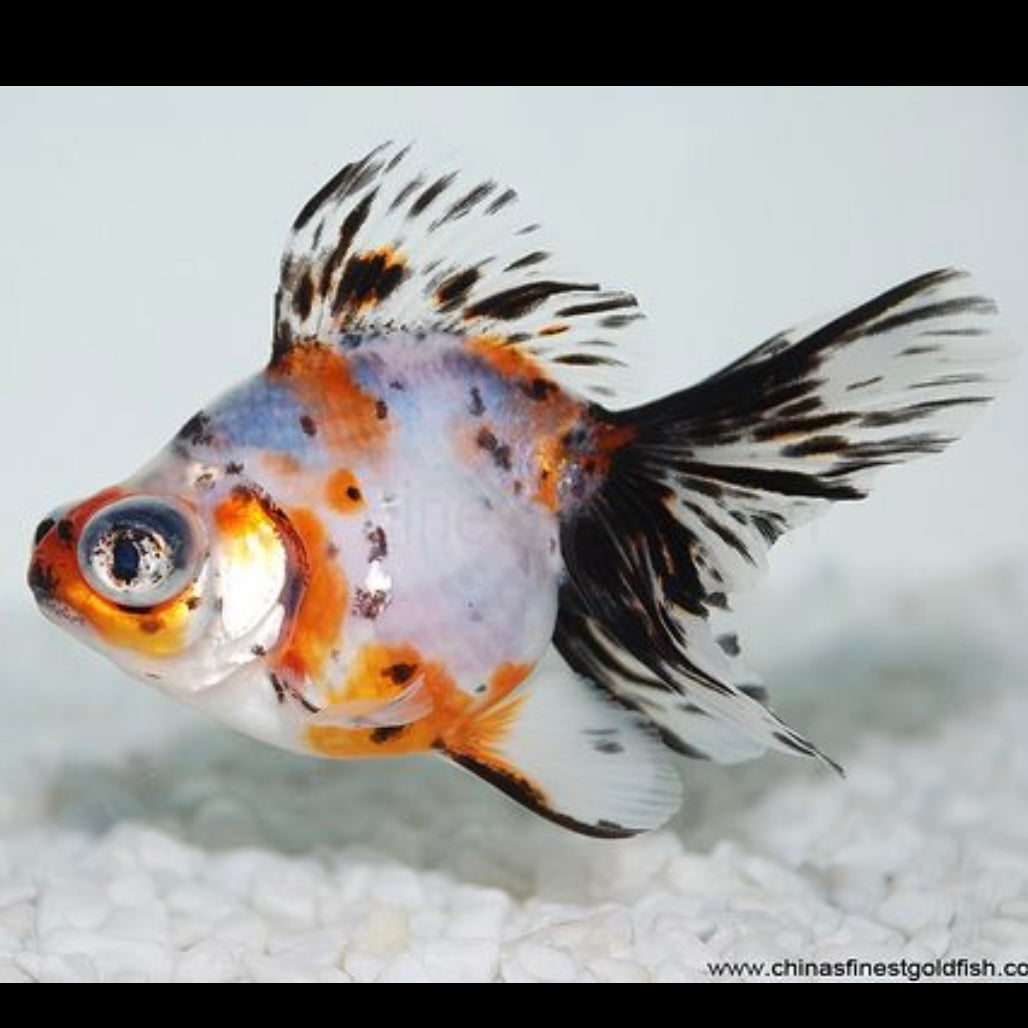 Calico Demekin Goldfish 6cm