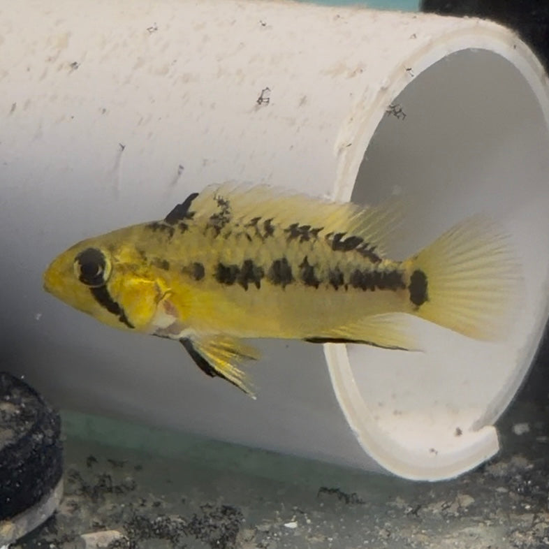 Red Edge Apistogramma vietija 4cm