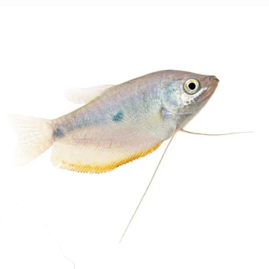 Three Spot Gourami 4cm