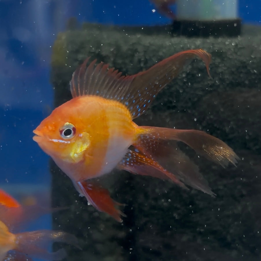 Long Fin Red Balloon Ram (RARE)