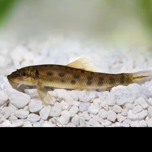 Chinese Algae Eater (CAE) Gyrinocheilus aymonieri 4cm