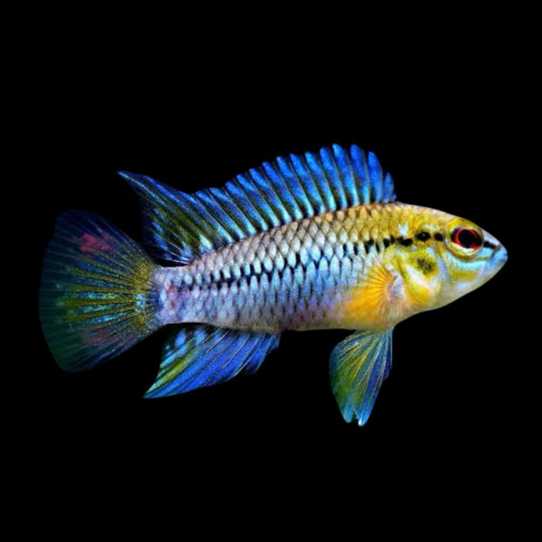 Apistogramma Hoignei Pair 3-4cm