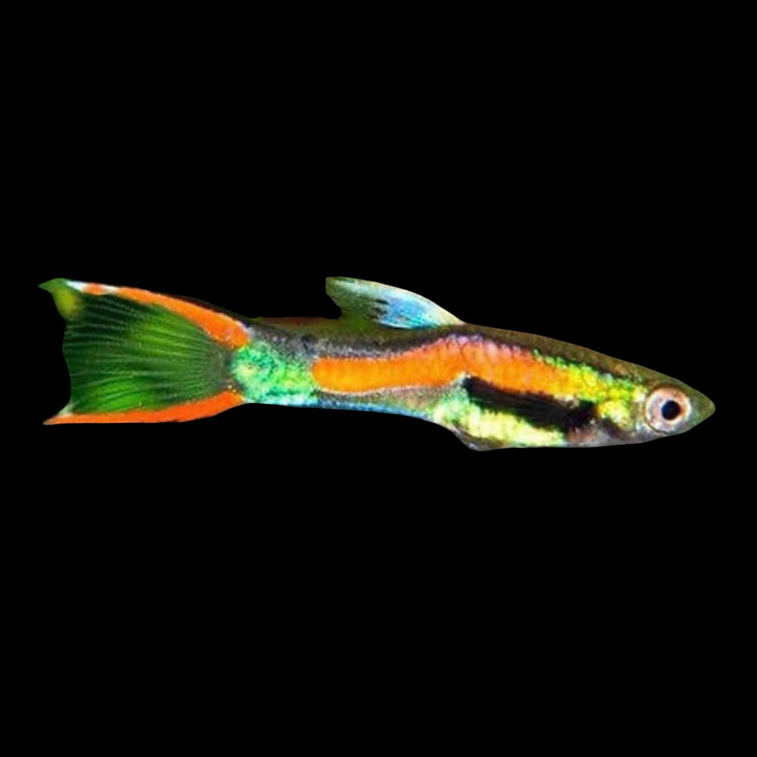 Black Bar Endler Pair 2cm