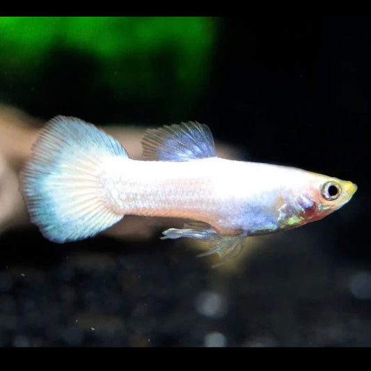 Platinum Guppy Male 3cm