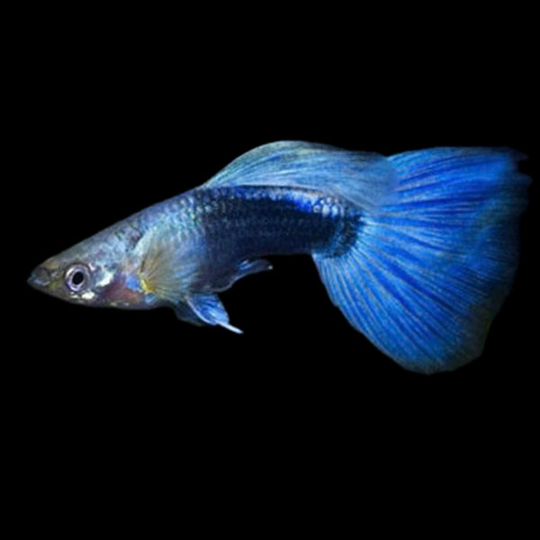 Blue Tuxedo Male Guppy 3cm