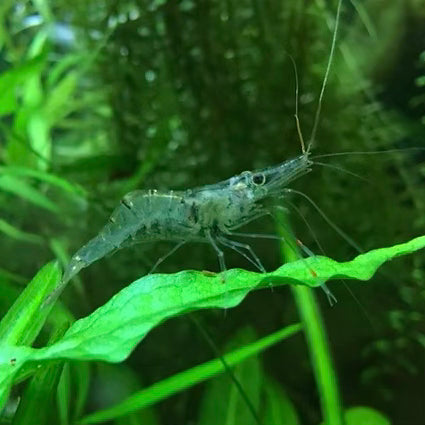 Glass Shrimp 2-3cm