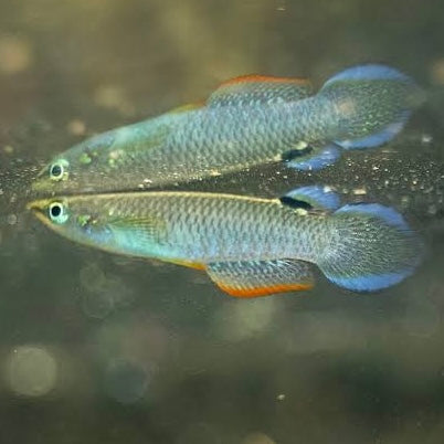Blue Panchax