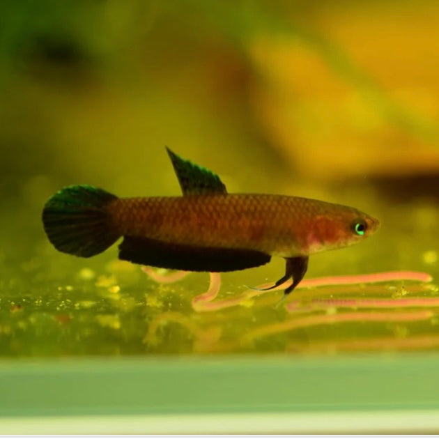 Betta Persephone Unsexed 3cm