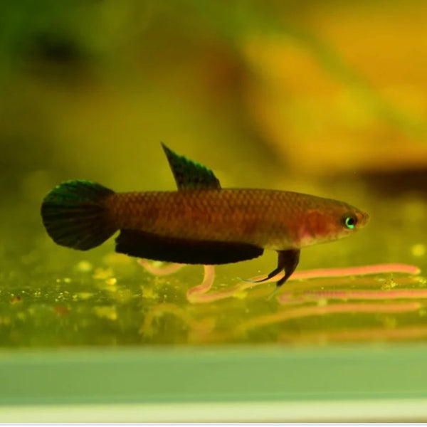 Betta Persephone Unsexed 3cm