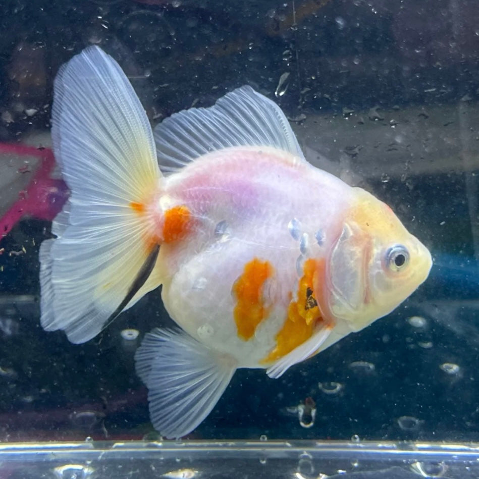 White Oranda Goldfish 8cm