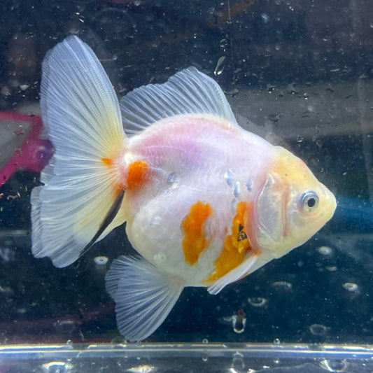 White Oranda Goldfish 8cm