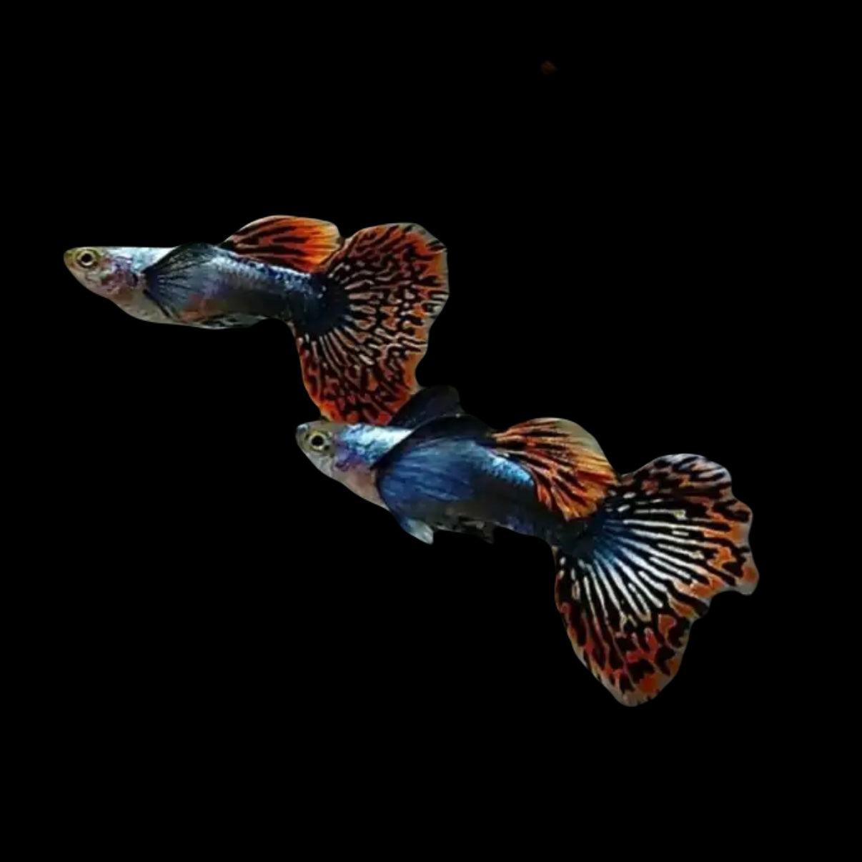 Red Mosaic Male Guppy 3cm