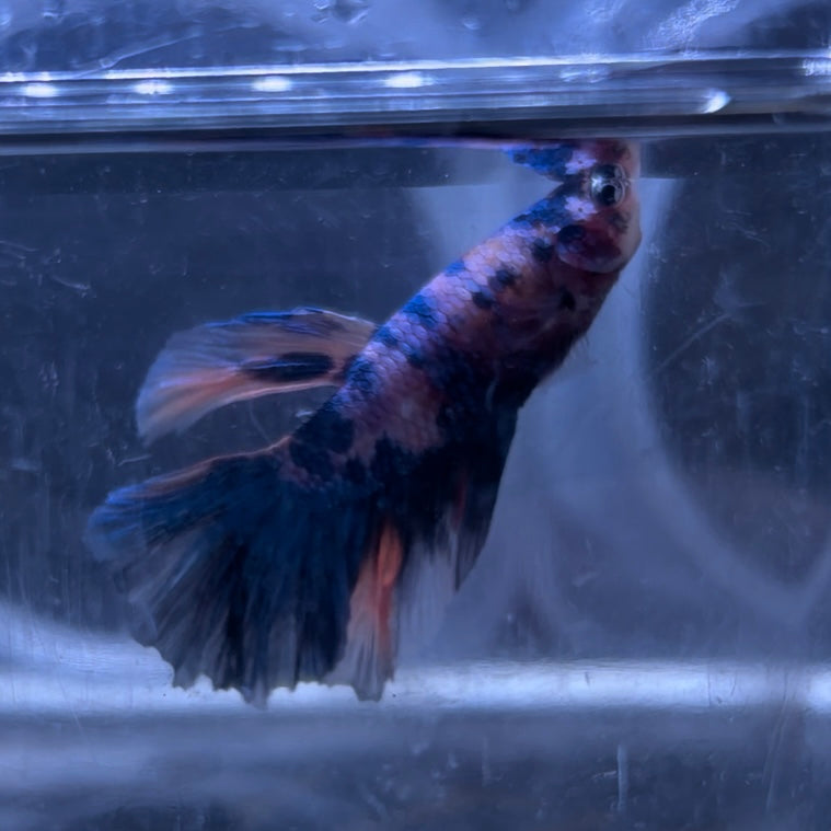 Halfmoon Multicolour/Koi Male Betta 3.5cm (B)