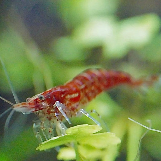 Bloody Mary Cherry Shrimp 1cm Mix Grade