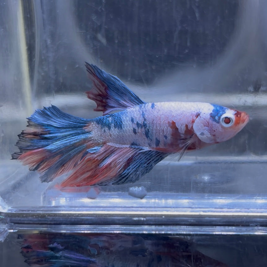 Halfmoon Multicolour/Koi Male Betta 3.5cm (D)