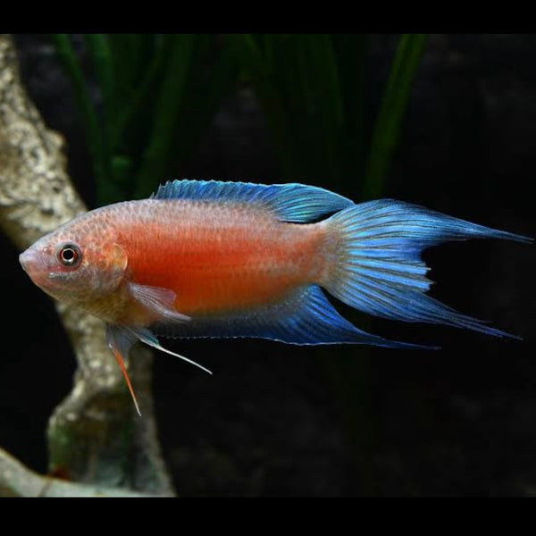 Fire And Ice Paradise Fish 4cm