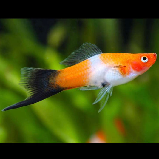 Black Tail Kohaku Swordtail 4cm
