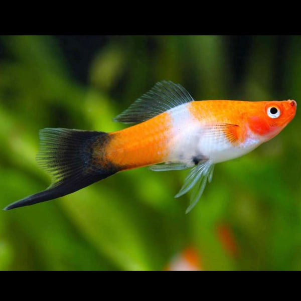 Black Tail Kohaku Swordtail 4cm (Group of 5)