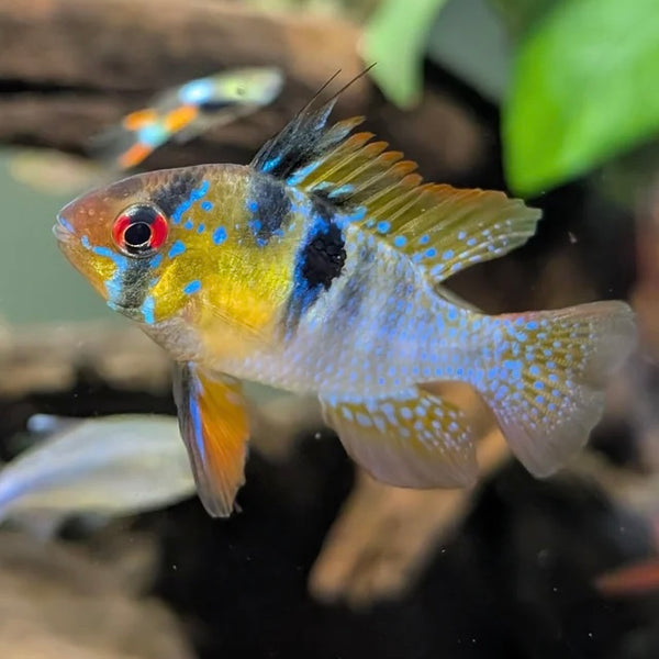 Blue Ram 3cm