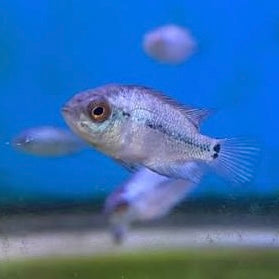 Thai Silk Flowerhorn 3cm