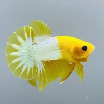 Yellow Fancy Copper Plakat (FCCP) Male Betta 4cm