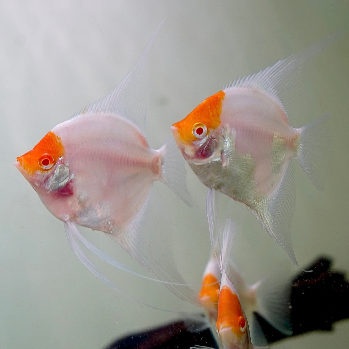 Albino Red Cap Angelfish 7-8cm