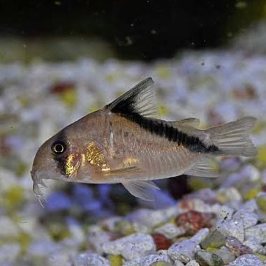 Melini Corydoras 3cm Wild Caught RARE