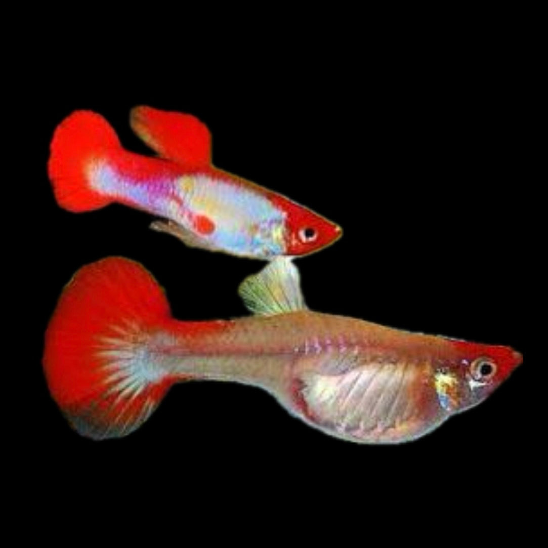Red Blonde Koi Male Guppy 3cm