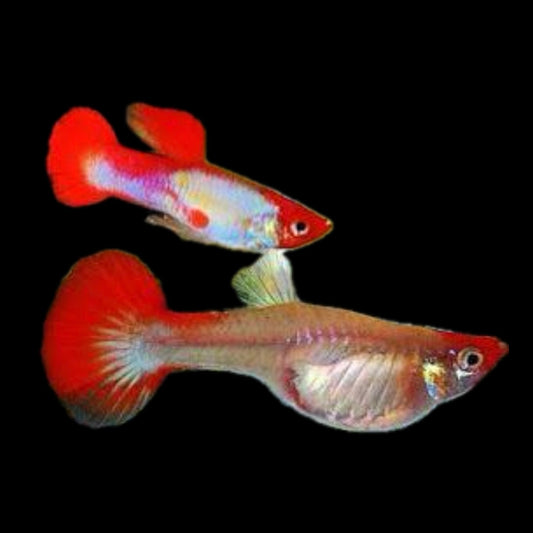 Red Blonde Koi Male Guppy 3cm