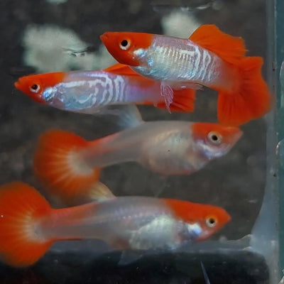 Albino Koi Snakeskin Guppy Pair