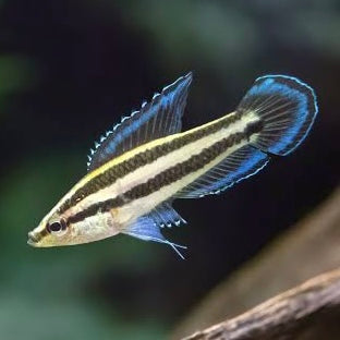Licorice Gourami 2cm