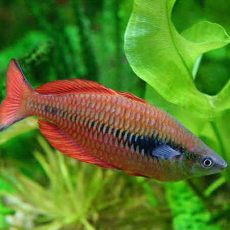 Lake Kurumoi Parva Rainbowfish 4cm