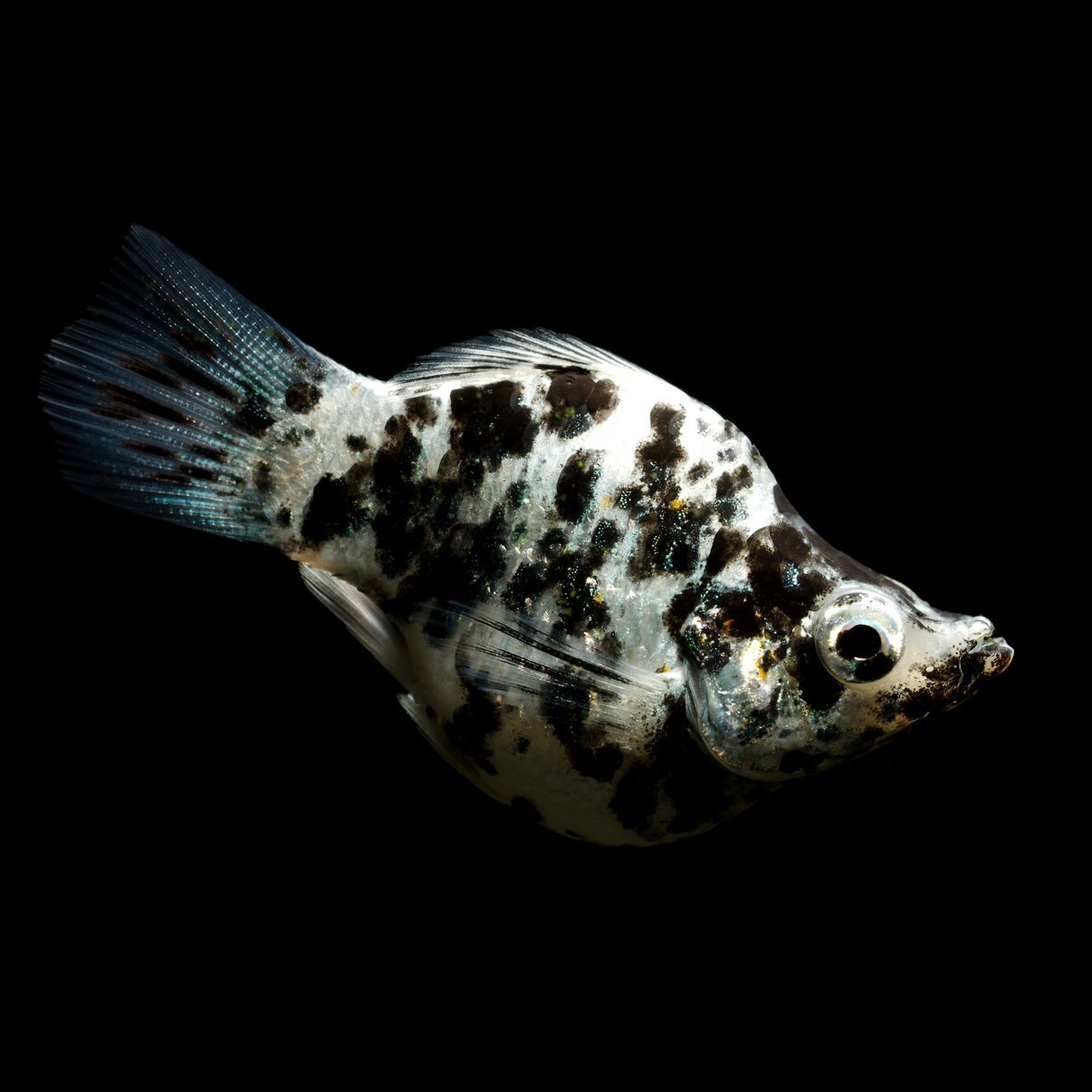 Dalmatian Balloon Molly 2-3cm