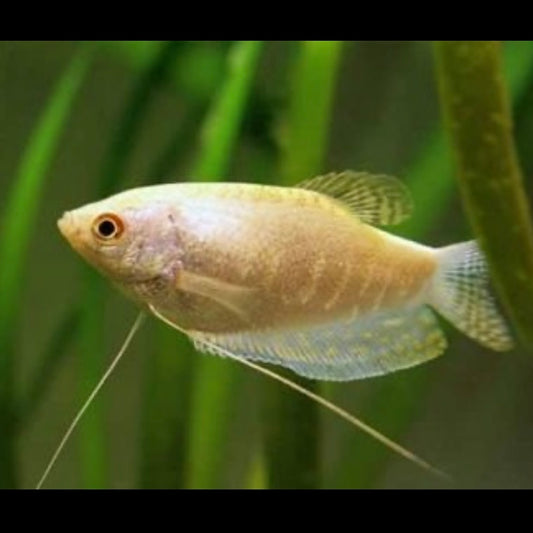 White Gourami 4-5cm