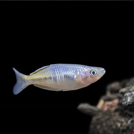 Boesemani Rainbowfish 3-4cm