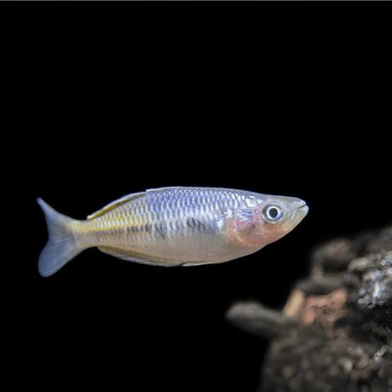 Boesemani Rainbowfish 3-4cm