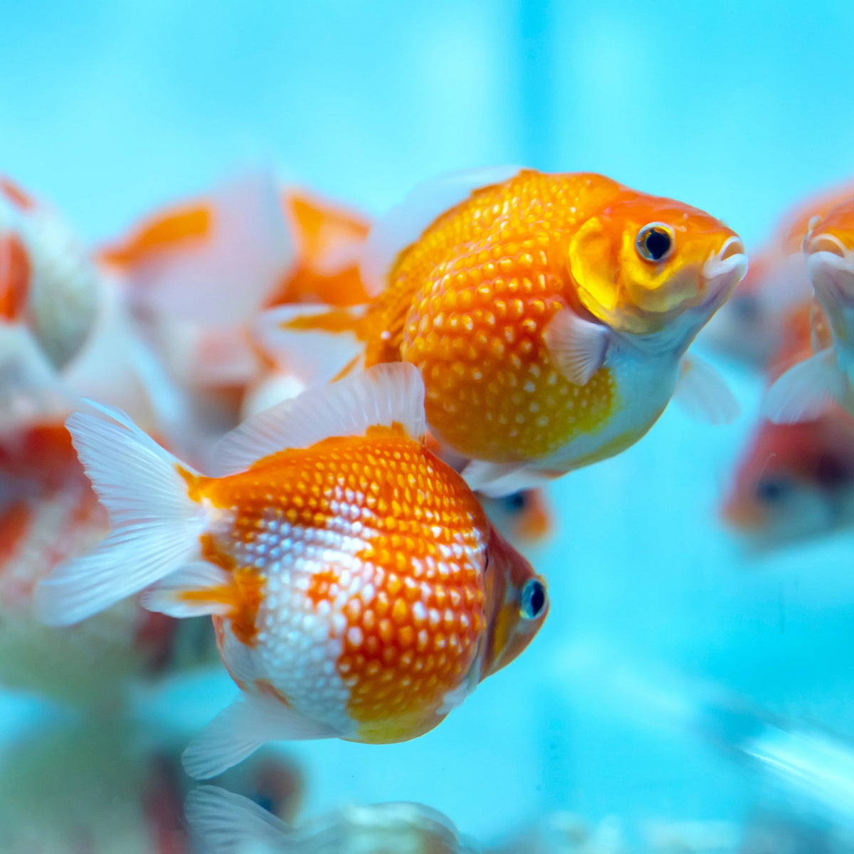 Pearlscale Goldfish “Ping Pong” 6cm