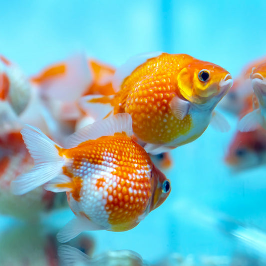 Pearlscale Goldfish “Ping Pong” 7cm
