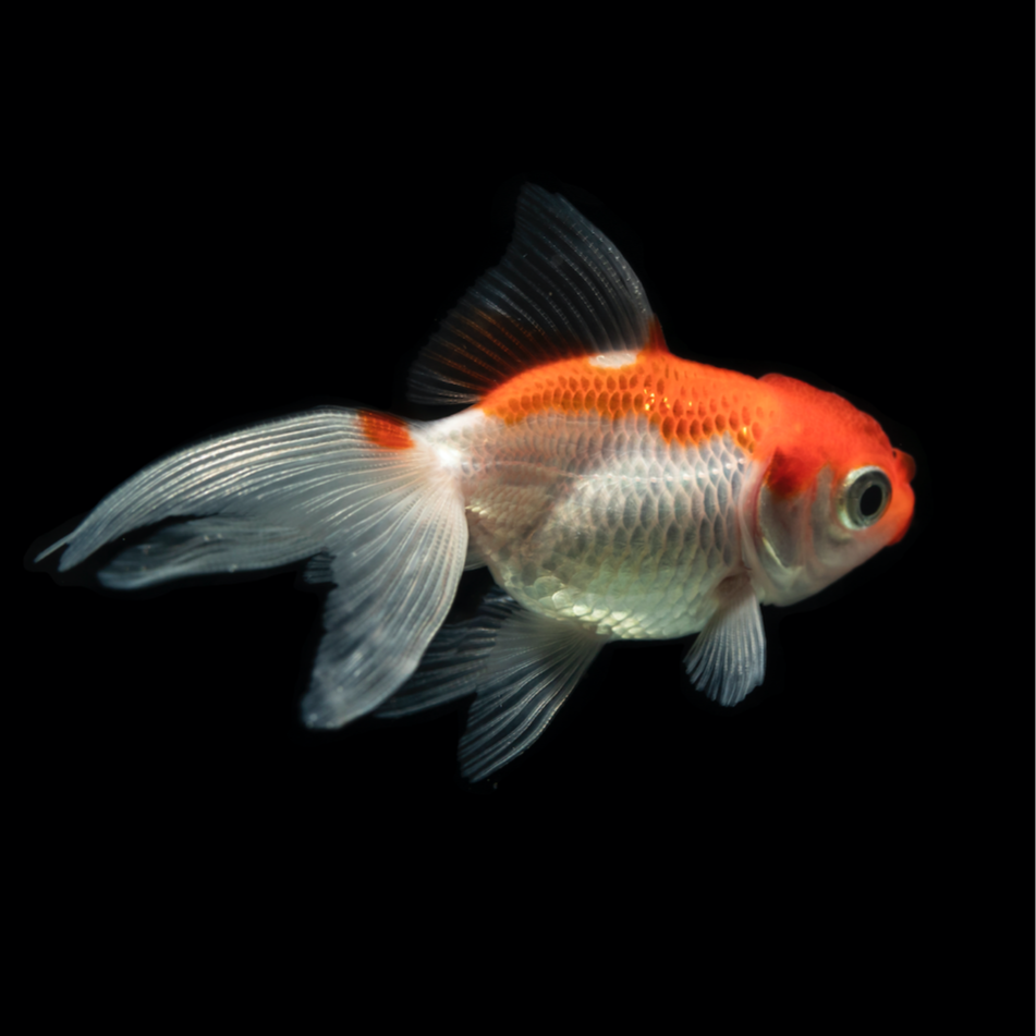 Red and White Fantail Goldfish 5cm
