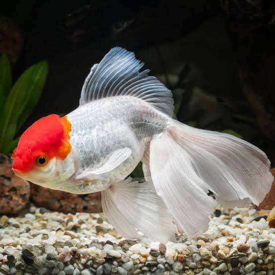 Red Cap Oranda Goldfish 5-6cm