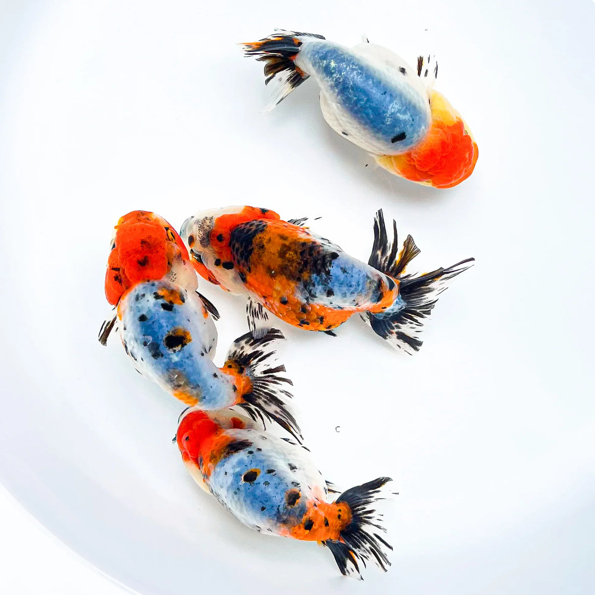 Calico Ranchu Goldfish 5-6cm