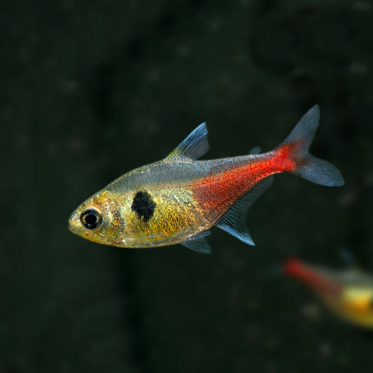 Yellow Phantom Tetra 2.5cm (Group of 10)