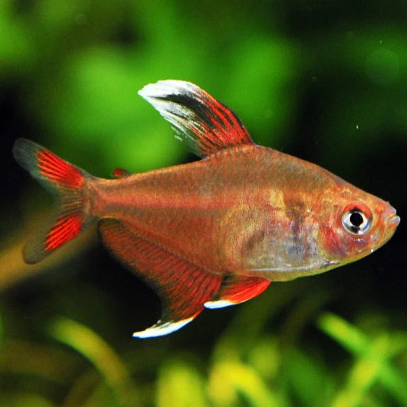 Rosy Tetra 2.5cm (Group of 10)