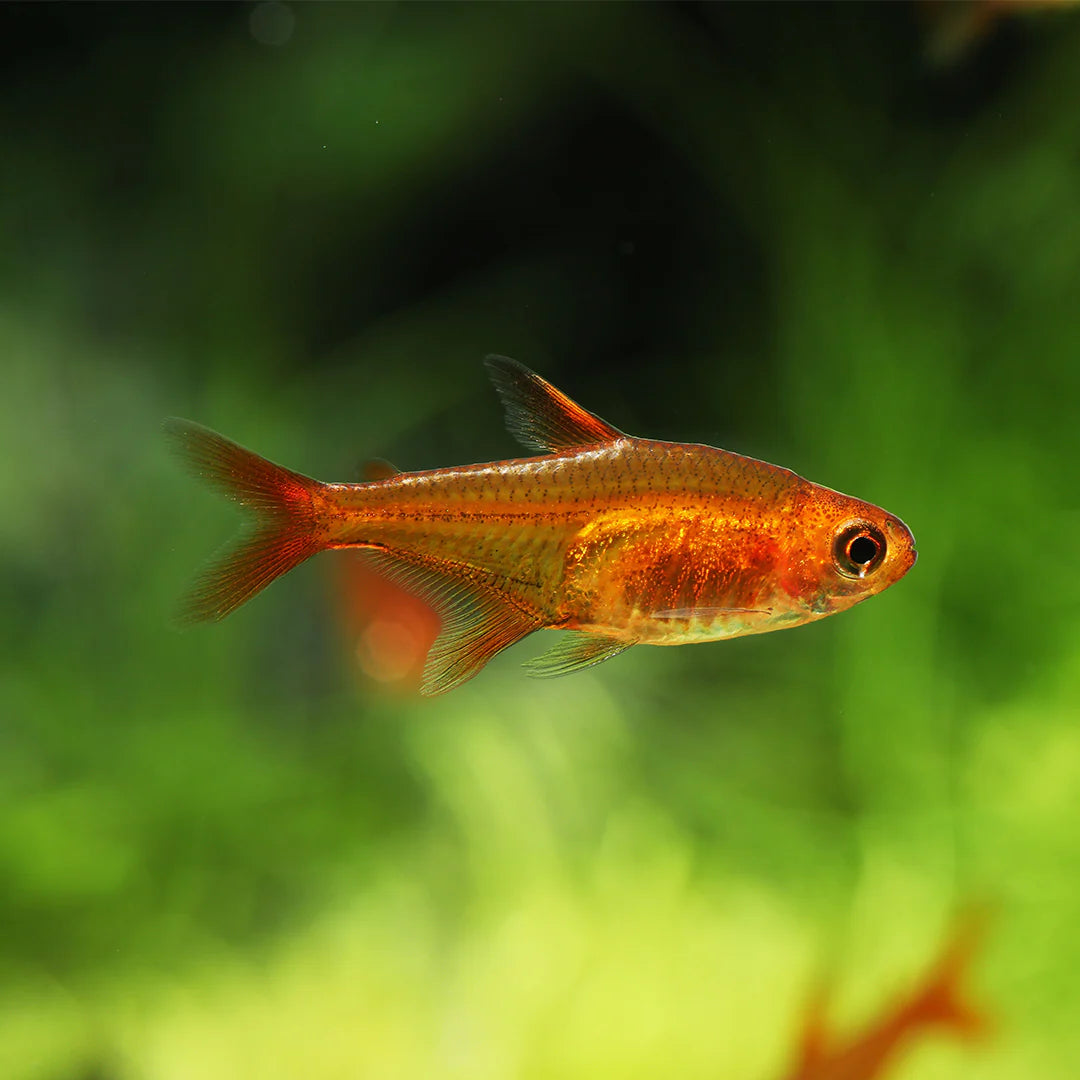 Ember Tetra 2cm (Group of 10)