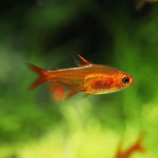 Ember Tetra 2cm (Group of 10)