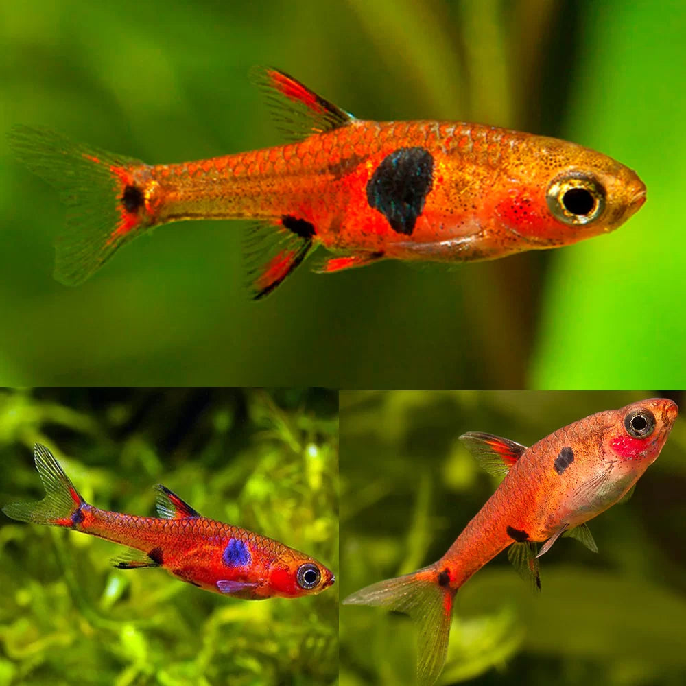 Dwarf Masculata Rasbora 1cm (Group of 10)