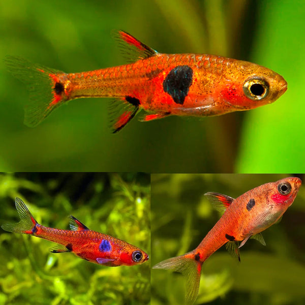 Dwarf Masculata Rasbora 1cm (Group of 10)