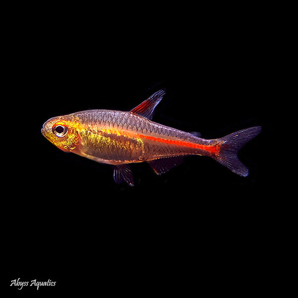 Glowlight Tetra 2.5cm (Group of 10)