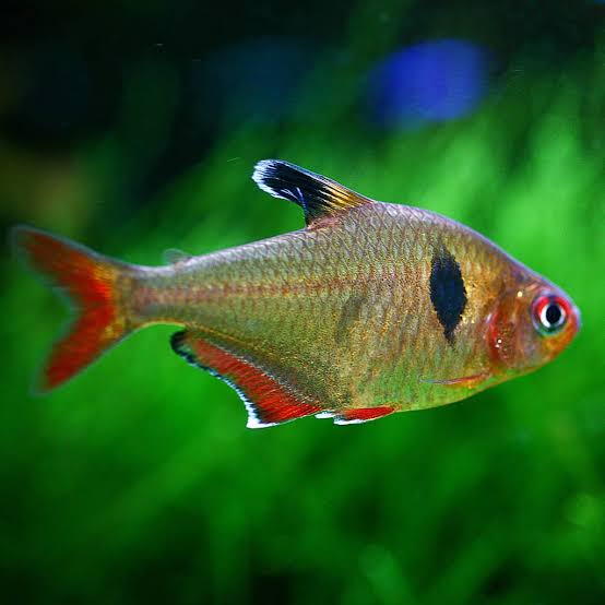 Serpae Tetra 2.5cm (Group of 10)